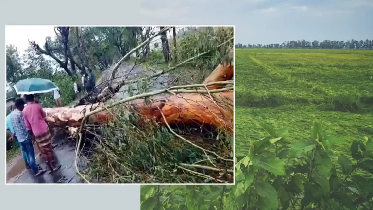 কালবৈশাখীর তাণ্ডব : জয়পুরহাটে বোরো ধানের ব্যাপক ক্ষতি