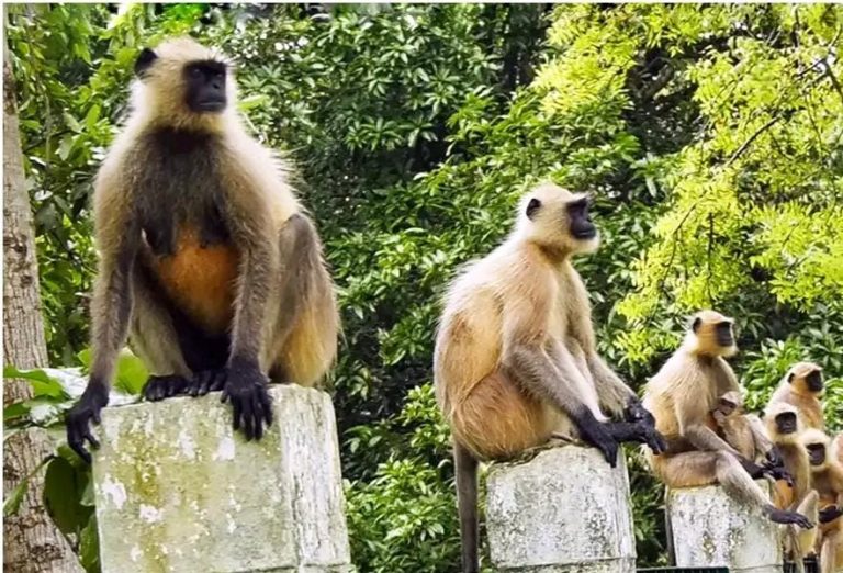মেহেরপুরে খাদ্য সংকটে লোকালয়ে হনুমানের দল